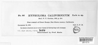 Hypholoma californicum image